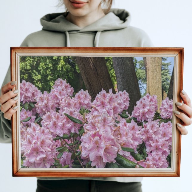 Fin Rosa Rhododendron Blommigt Fototryck (In Situ Framed)