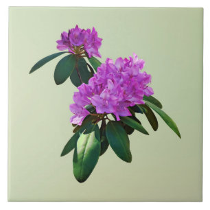 Fin Rosa Rhododendrons Kakelplatta