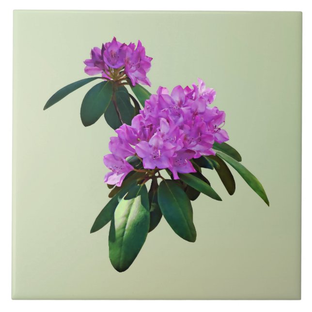 Fin Rosa Rhododendrons Kakelplatta (Framsidan)