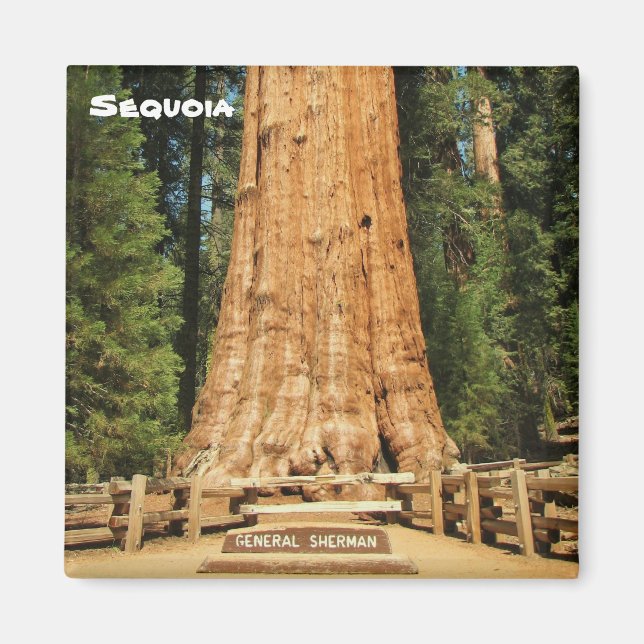 Fin Sequoia Magnet! Magnet (Framsidan)