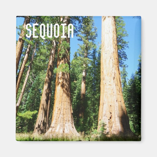 Fin Sequoia Magnet! Magnet (Framsidan)