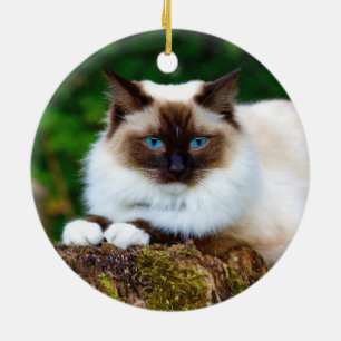 Fin siamesisk katt Foto Ceramic Ornamic Julgransprydnad Keramik