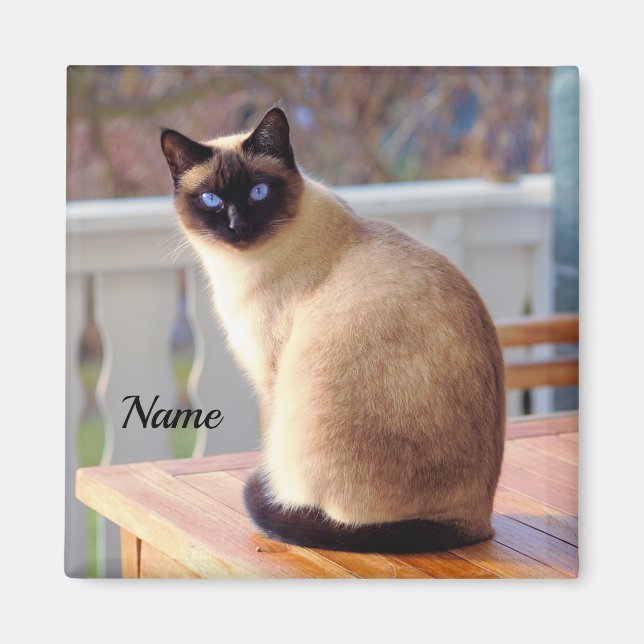 Fin siamesisk katt med blå Öga Magnet (Framsidan)