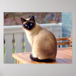 Fin siamesisk katt med blå Öga Poster
