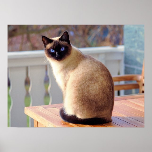 Fin siamesisk katt med blå Öga Poster (Framsidan)