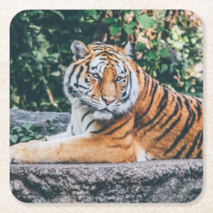 Fin tiger Underlägg set Papper Kvadrat