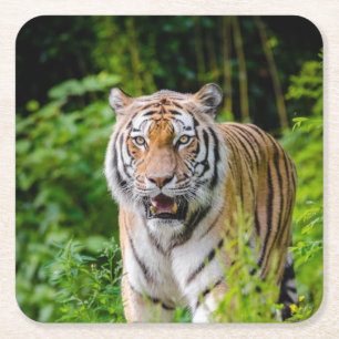 Fin tiger Underlägg set Papper Kvadrat