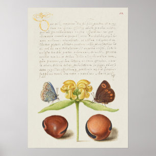 Fin Vintage botaniskt illustration Poster