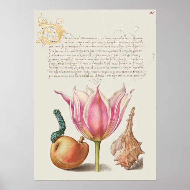 Fin Vintage botaniskt illustration Poster (Framsidan)