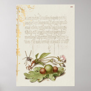 Fin Vintage botaniskt illustration Poster