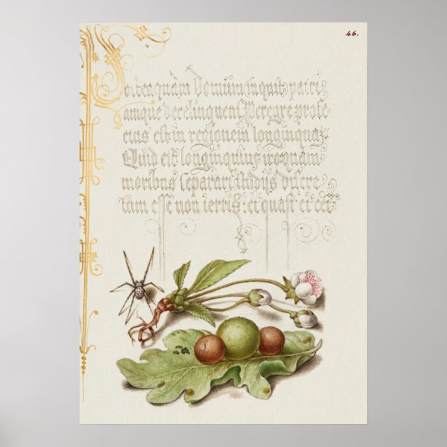 Fin Vintage botaniskt illustration Poster (Framsidan)