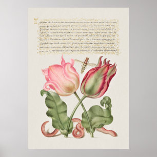 Fin Vintage botaniskt illustration Poster