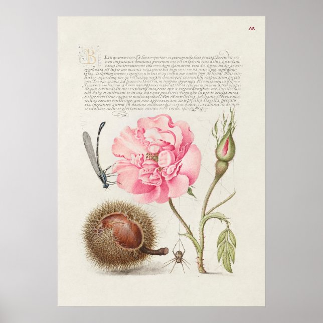 Fin Vintage botaniskt illustration Poster (Framsidan)