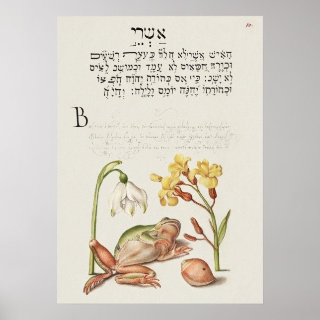 Fin Vintage botaniskt illustration Poster (Framsidan)
