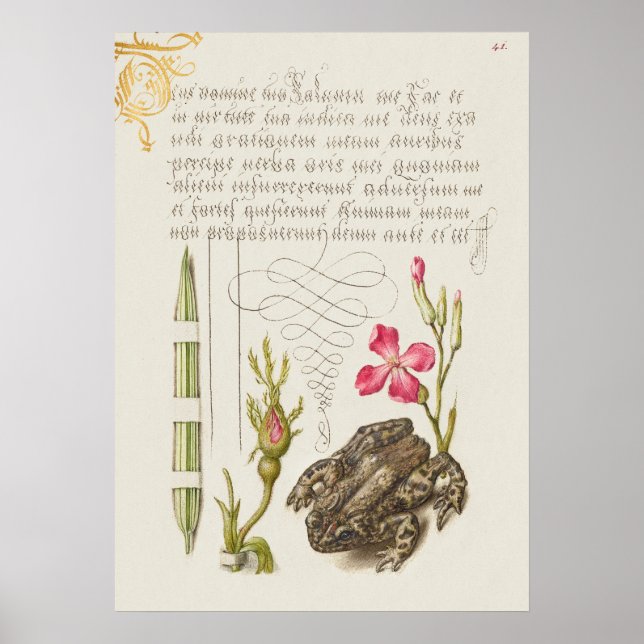 Fin Vintage botaniskt illustration Poster (Framsidan)
