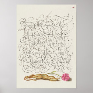 Fin Vintage botaniskt illustration Poster