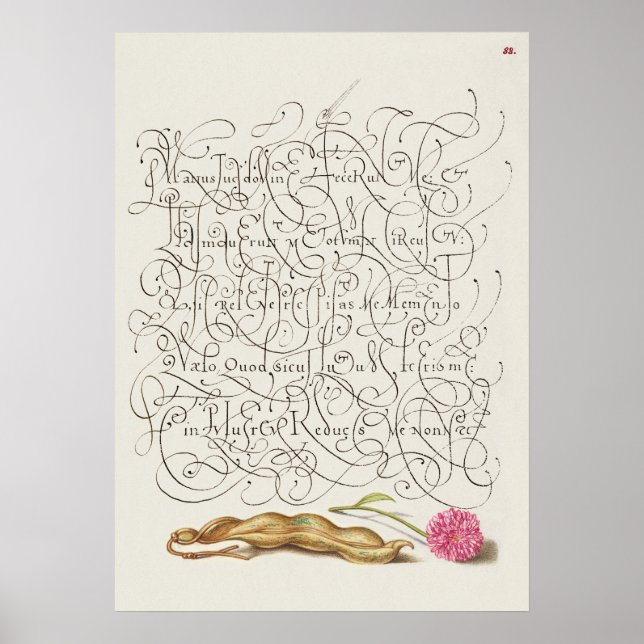 Fin Vintage botaniskt illustration Poster (Framsidan)