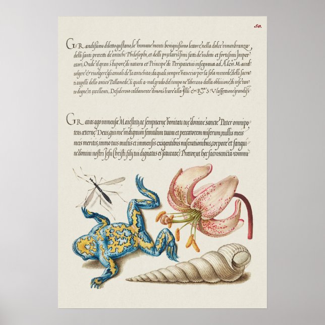 Fin Vintage botaniskt illustration Poster (Framsidan)
