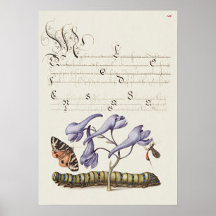 Fin Vintage botaniskt illustration Poster