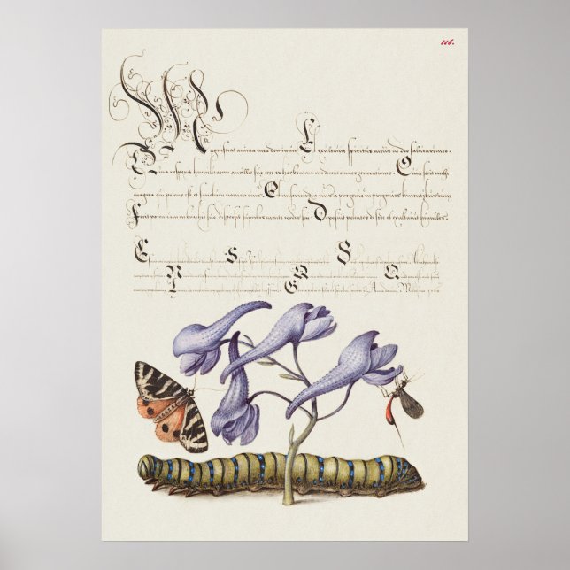Fin Vintage botaniskt illustration Poster (Framsidan)