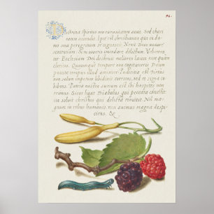 Fin Vintage botaniskt illustration Poster