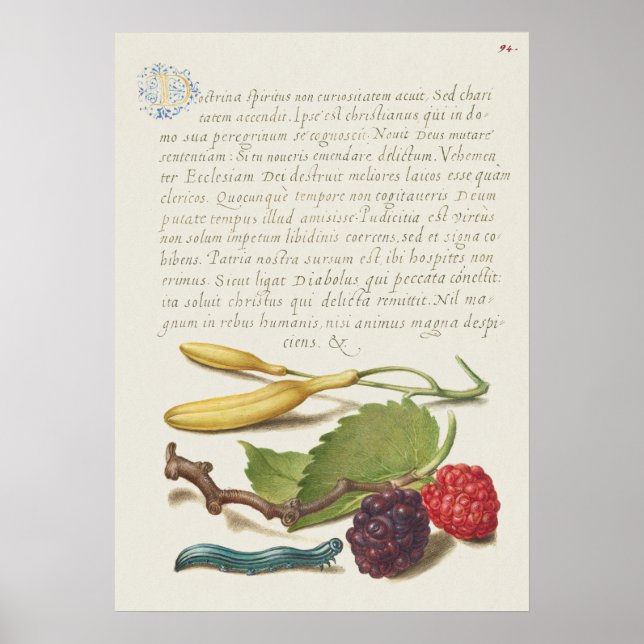 Fin Vintage botaniskt illustration Poster (Framsidan)