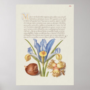 Fin Vintage botaniskt illustration Poster