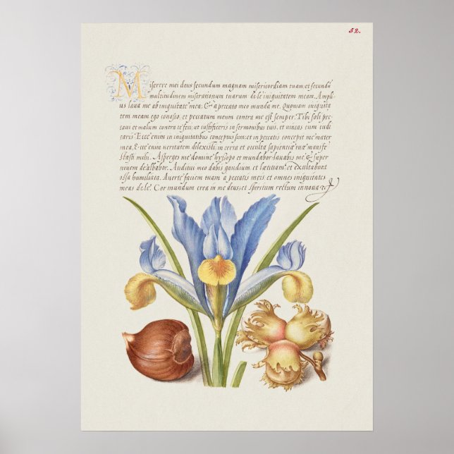 Fin Vintage botaniskt illustration Poster (Framsidan)