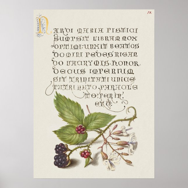 Fin Vintage botaniskt illustration Poster (Framsidan)