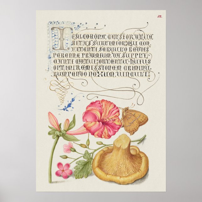 Fin Vintage botaniskt illustration Poster (Framsidan)