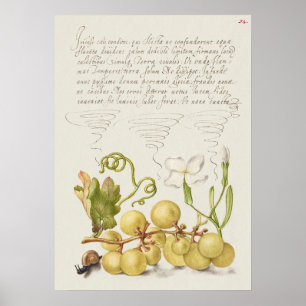 Fin Vintage botaniskt illustration Poster