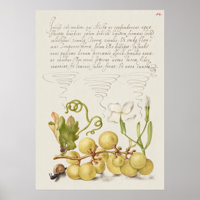 Fin Vintage botaniskt illustration Poster (Framsidan)