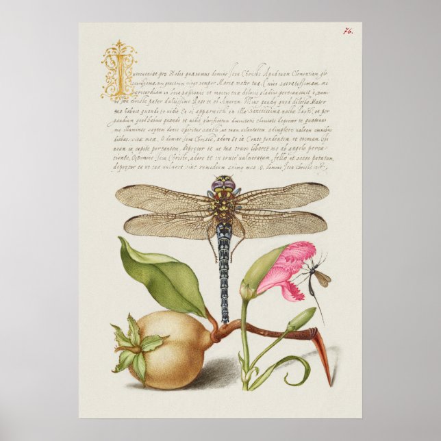 Fin Vintage botaniskt illustration Poster (Framsidan)