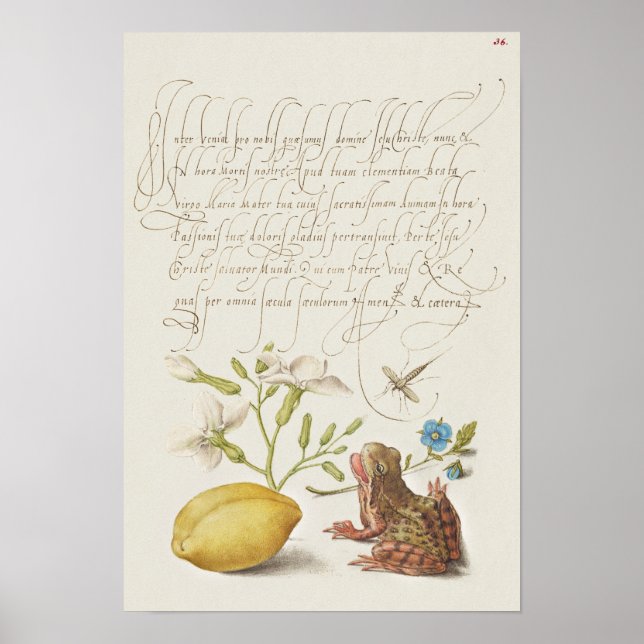 Fin Vintage botaniskt illustration Poster (Framsidan)