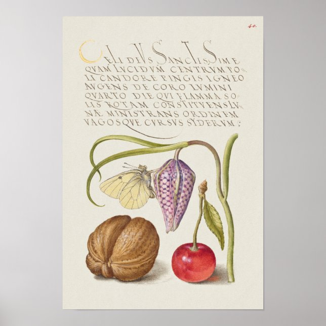 Fin Vintage botaniskt illustration Poster (Framsidan)