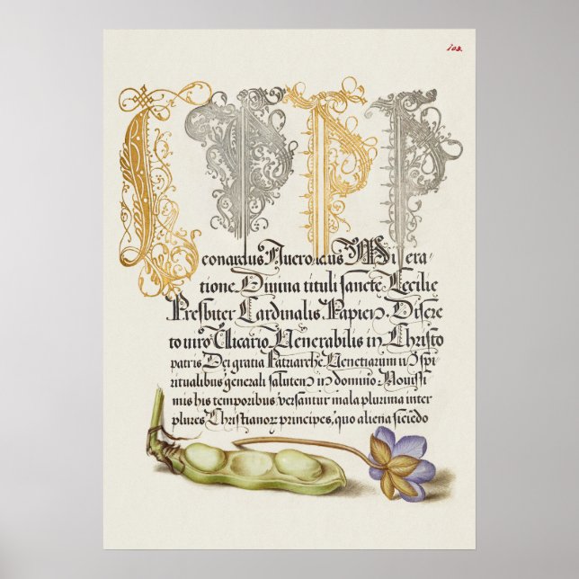 Fin Vintage botaniskt illustration Poster (Framsidan)
