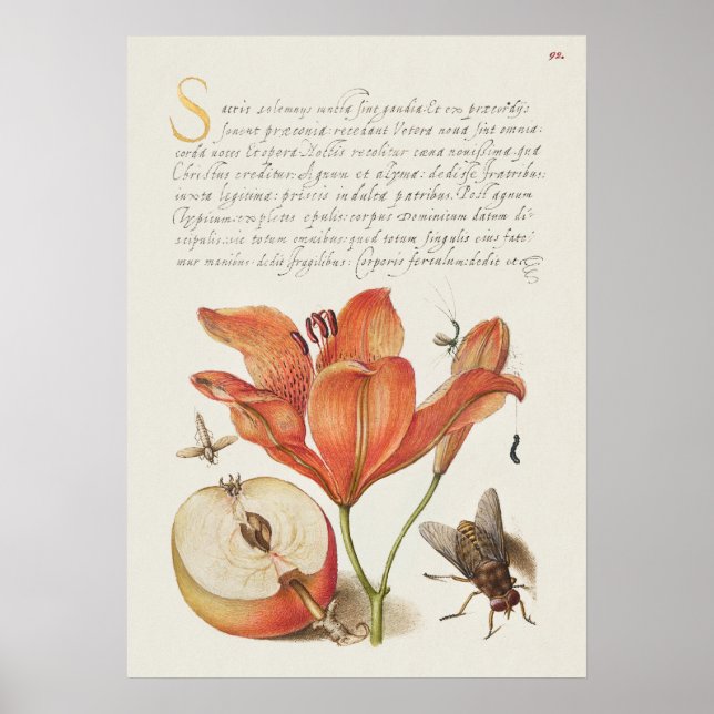 Fin Vintage botaniskt illustration Poster (Framsidan)