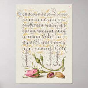 Fin Vintage botaniskt illustration Poster
