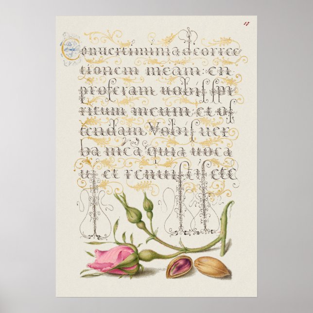 Fin Vintage botaniskt illustration Poster (Framsidan)
