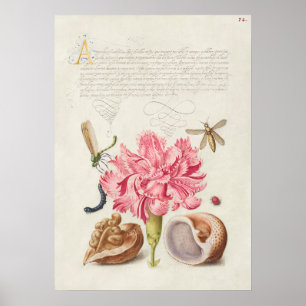 Fin Vintage botaniskt illustration Poster