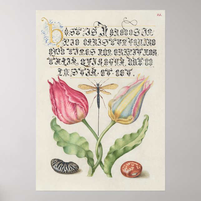 Fin Vintage botaniskt illustration Poster (Framsidan)