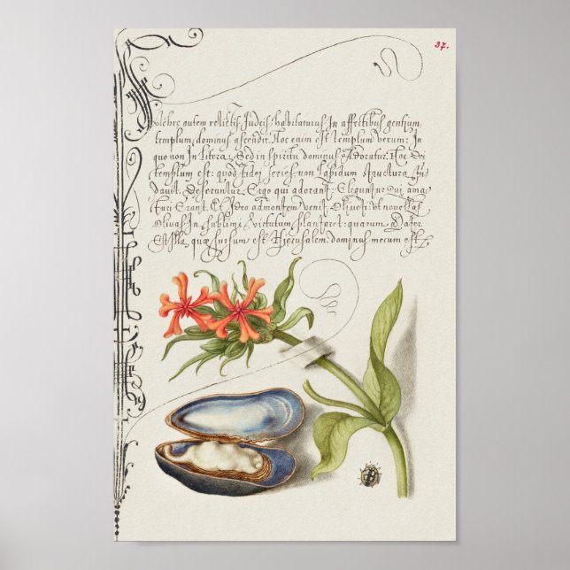 Fin Vintage botaniskt illustration Poster (Framsidan)