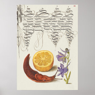 Fin Vintage botaniskt illustration Poster