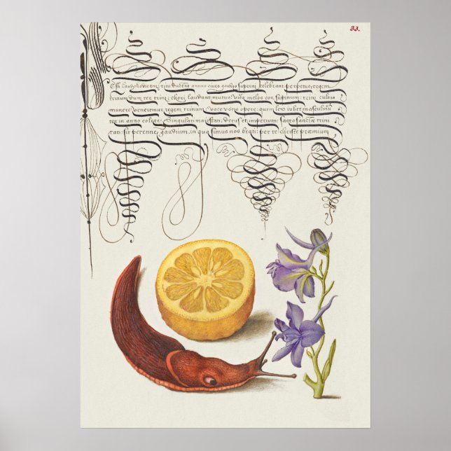 Fin Vintage botaniskt illustration Poster (Framsidan)