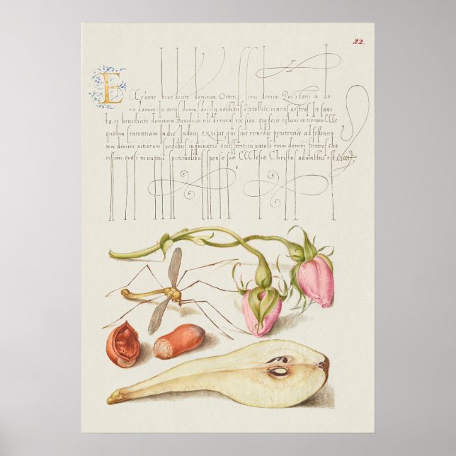 Fin Vintage botaniskt illustration Poster (Framsidan)