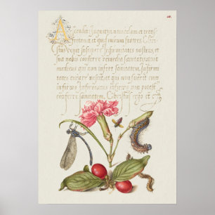 Fin Vintage botaniskt illustration Poster
