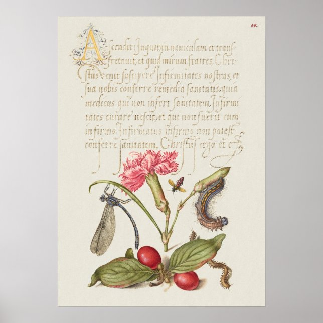 Fin Vintage botaniskt illustration Poster (Framsidan)