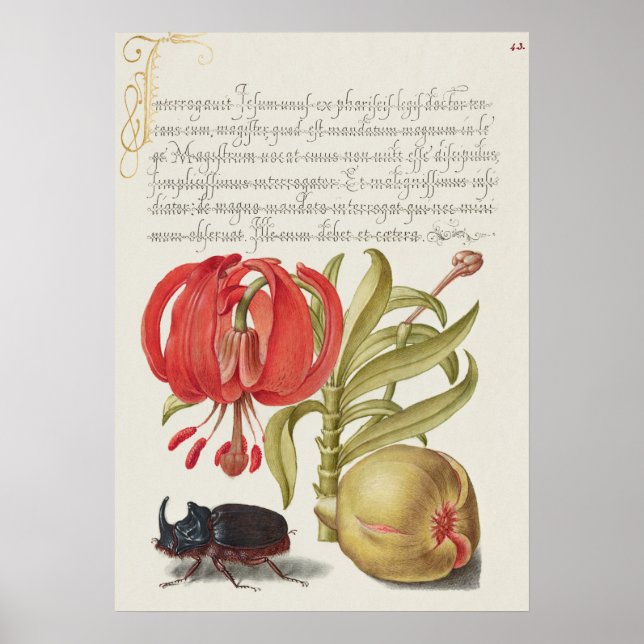 Fin Vintage botaniskt illustration Poster (Framsidan)