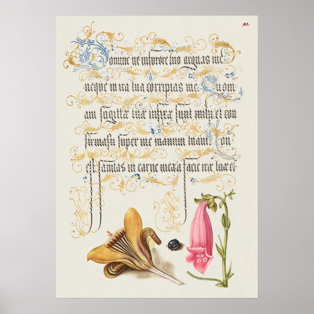 Fin Vintage botaniskt illustration Poster (Framsidan)