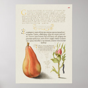 Fin Vintage botaniskt illustration Poster